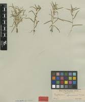 Image result for Diplacrum africanum