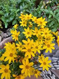 Image result for Bidens urceolata