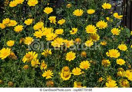 Il fiore è composto dal 70% lino e 30% cotone. Colore Sfondo Campo Giallo Fiori Selvaggi Margherite Colore Sfondo Springtime Campo Giallo Fiori Selvaggi Margherite Canstock