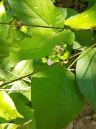 Image result for Amphicarpaea