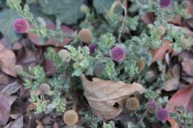 Image result for Sphaeranthus gomphrenoides