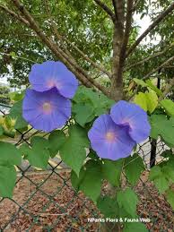 Image result for Ipomoea tricolor