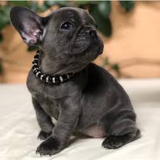 Animalssale found 15 french bulldog for sale in ohio, which meet your criteria. French Bulldog Puppies For Sale Under 1000 Pets Lovers