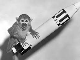 8 Animals That Have Traveled In Space Space Animals First Monkey In Space Monkey In Space