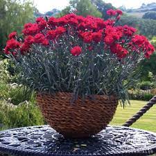 Plant Profile For Dianthus Early Bird Radiance Early Bird Pinks Perennial Pink Perennials Dianthus Flowers Perennials