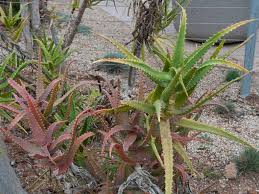 Image result for Euphorbia dawei