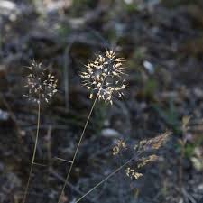 Image result for Pentameris