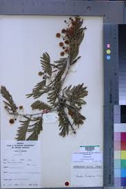 Image result for Acacia brevispica