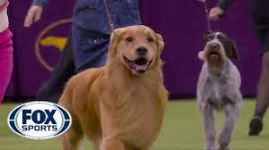 Siba the standard poodle was crowned top dog tuesday at madison square garden in new new york — the westminster kennel club has a new best in show for 2020. Daniel The Golden Retriever Wins Sporting Group At 2020 Westminster Dog Show Fox Sports Youtube