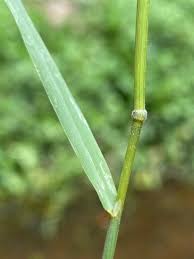 Image result for Leersia