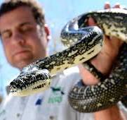 Sydney Shopper Surprised As Snake Slithers Out of Spice Rack ...
