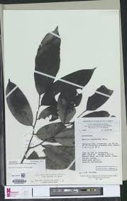 Image result for Annickia