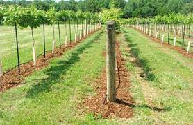 The grapes come in black, red or white varieties; Winegrapes Face Trials In Alabama Wines Vines Analytics