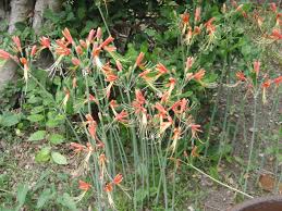 We did not find results for: Mahalab Tropical Bulb Plants Lat S Gardening Blog