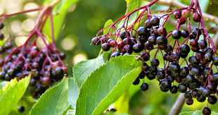 Shop.alwaysreview.com has been visited by 1m+ users in the past month How To Grow And Care For Elder Fruit Lovethegarden