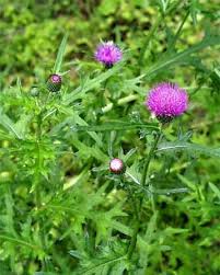 Image result for Cirsium