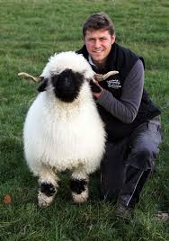 Valais Blacknose Sheep At Prendwick Farm Which Belong To Jamie Wood Fluffy Cows Cute Sheep Fluffy Animals