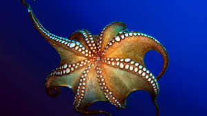 An octopus has three hearts, nine brains, and blue blood. Octopus Body Plan Howstuffworks
