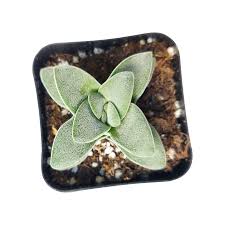 Image result for Crassula morrumbalensis