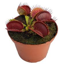 The biggest tell for a dying venus flytrap is the speed in which it seems to enter this state. B52 Venus Fly Trap Dionaea Muscipula For Sale Predatory Plants