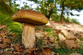 Speisepilze Und Ihre Giftigen Doppelganger Nabu Niedersachsen In 2020 Pilze Speisepilze Pilze Sammeln