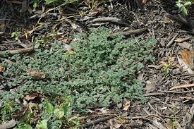 Image result for Coldenia procumbens
