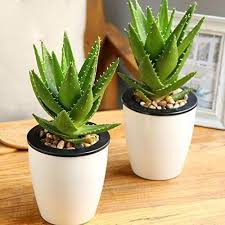 No sane individual would plant aloe vera in a. 6 Instagram Worthy Indoor Plants For Home Decor Ferns N Petals
