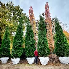 Image result for Hetaeria occidentalis