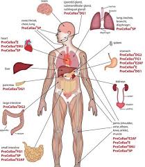 Image result for internal organs