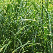 Image result for Miscanthus sinensis