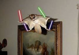 When Animals Go Star Wars On Each Other Flying Squirrel Squirrel Sugar Glider