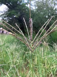 Image result for Digitaria dunensis