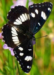Black And White Striped Caterpillar With Yellow Sides Black And White Butterfly Greeting Card For Sale By Alexandros Daskalakis White Butterfly Butterfly Butterfly Photos