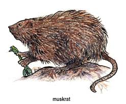 Image result for muskrat