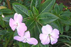 Image result for Impatiens wallerana