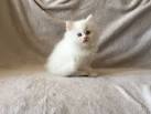 Golden Silver Persian Kittens for Sale