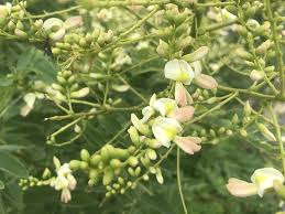 Image result for Styphnolobium japonicum