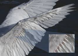 Image result for Copper Chestnut 2012 Cygnet