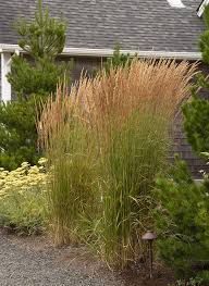 Ornamental grasses add unique texture to the landscape. The 8 Best Ornamental Plants Grasses For Privacy Rhythm Of The Home