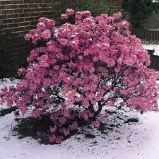 Rhododendron Praecox J Parker Dutch Bulbs Bulb Flowers Rhododendron Plants