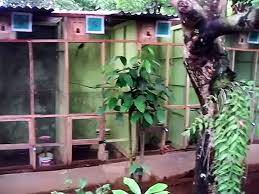 Paket sangkar burung puzzle dari ebod jaya rakitan lengkap dengan panduan dan cara saya sedikit berbagi trik cara melipat klem tebok sangkar murai merk ebod jaya,agar mudah di pasang membuat sangkar memang membutuhkan ketlatenan dan kejelian karna selain rumit juga banyak. Ternak Burung Murai Batu Cara Membuat Sekatan Sangkar Video Dailymotion