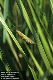 Image result for Culcasia falcifolia