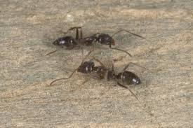 Argentine Ant Pest Control Hub Northland Regional Council Argentine ants have invaded every continent in just one century.