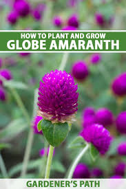 Green fuzzy plant with purple flowers. How To Plant And Grow Globe Amaranth Gomphrena Gardener S Path