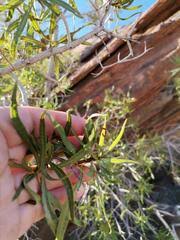 Image result for Ozoroa viridis