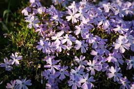 Flowering ground covers, such as phlox and sedum, combine beauty and function. Hardy Ground Covers What Are The Best Ground Covers For Zone 6