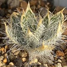 Image result for Gethyllis