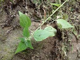 Image result for Parietaria debilis