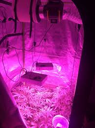 Castnoo 1000w led grow light. Dutch Passion Auto Blueberry Dinafem Moby Dick Autoflowering Blk Seeds Auto Afghan Pyramid Seeds Auto Northern Lights Grow Journal Week6 By Primogrower Growdiaries