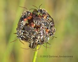 Image result for Lipotriche